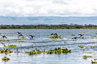 Lake Naivasha a Natural Gem in Kenya