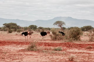 Big wild ostrich family on the safari in Kenya. Tsavo East National park